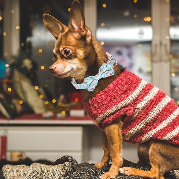Pet bowtie collar - Picture 5 of 6
